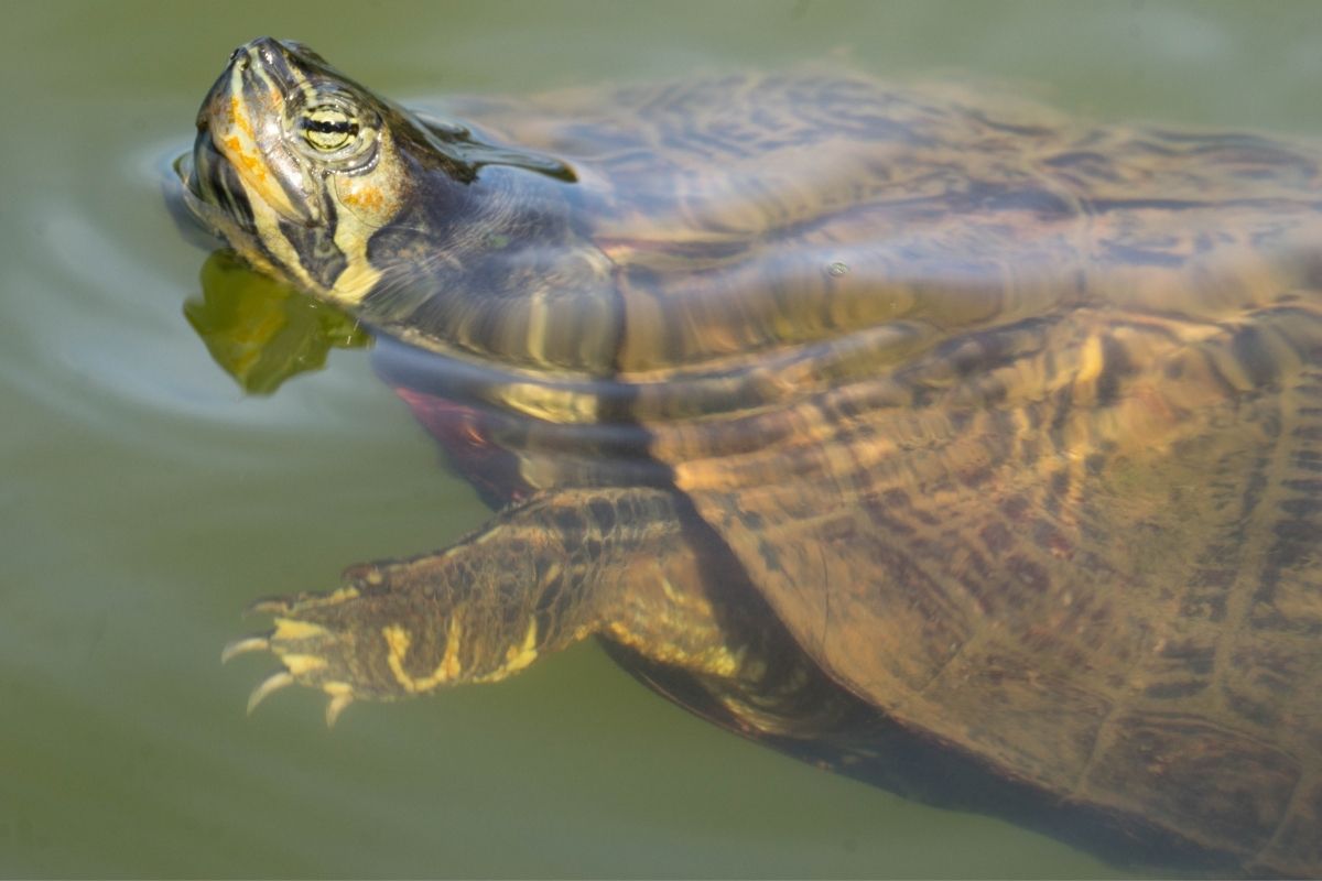 79 Different Turtle Species Complete Guide PetDT