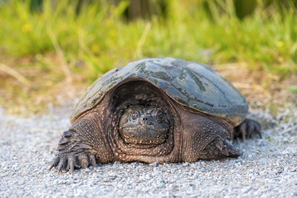 21 Different Turtles You Can Find In North Carolina