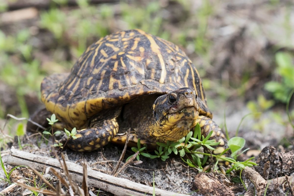 Native Turtles Of Florida