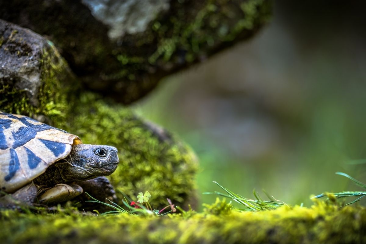 How To Adopt Turtle? Turtle Rescuing PetDT