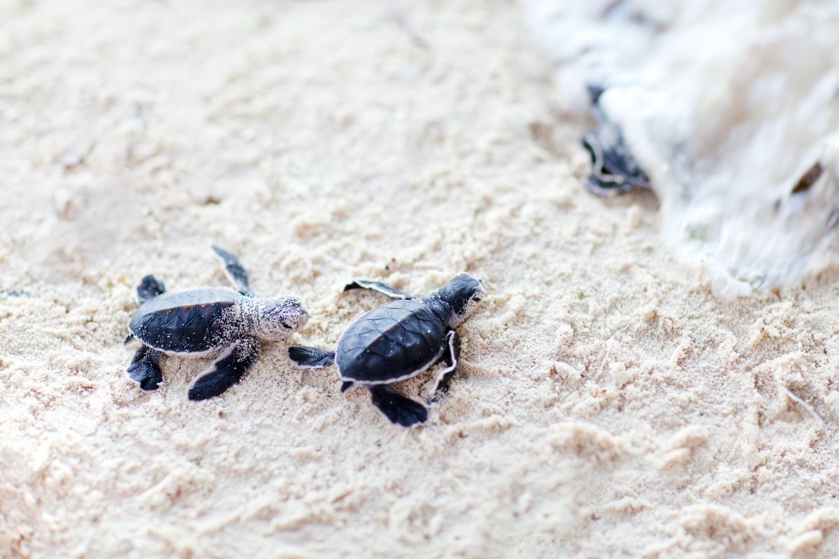 Why Do Baby Turtles Sleep A Lot?
