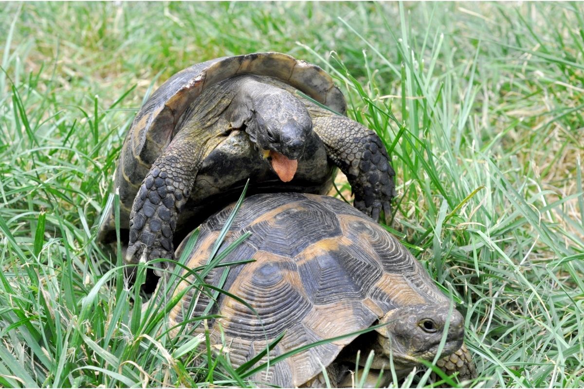 Do Turtles Kiss? (5 Main Reasons Why They Kiss)