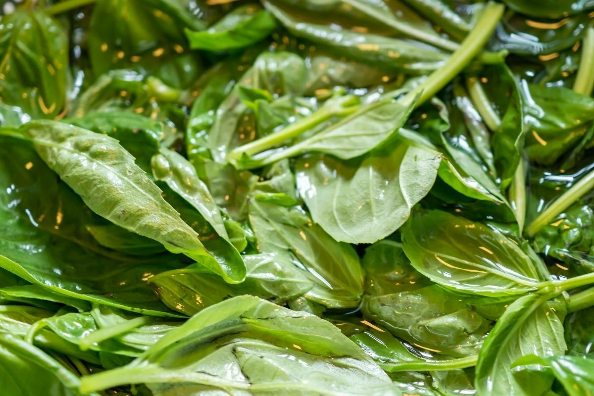 Bearded Dragons And Basil Can Your Lizard Eat This Herb?