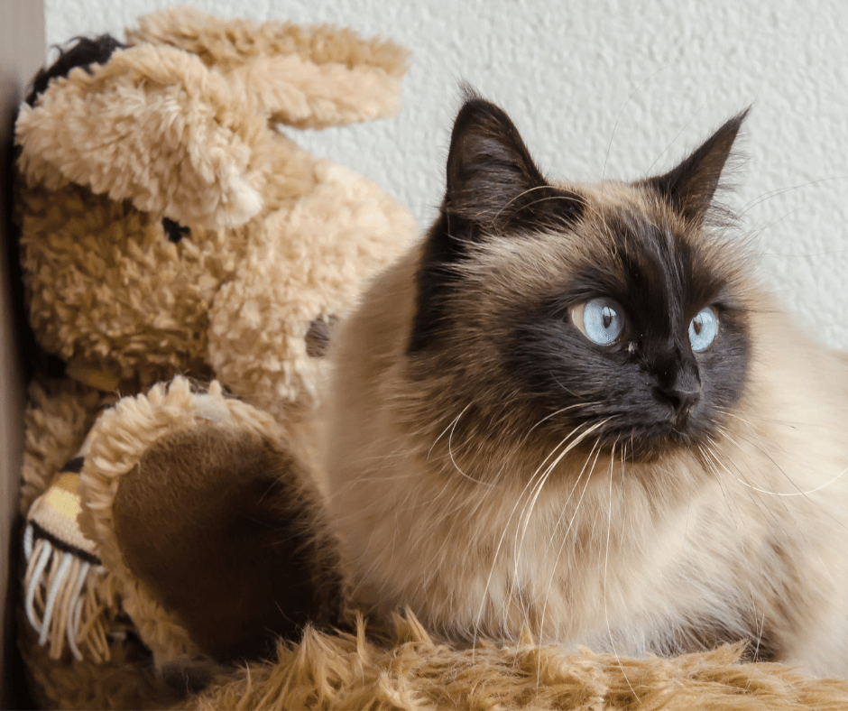 5 Best Domestic Cat Breeds for Families PetDT