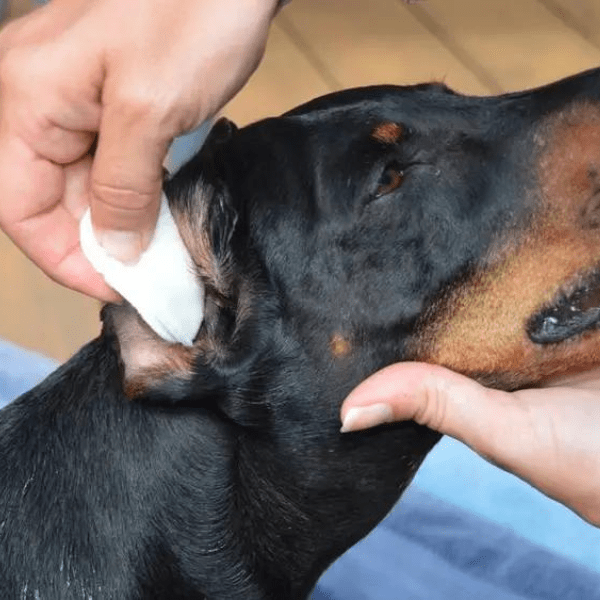 Violet Pet Ear Cleanser Best Pet Ear Cleaners