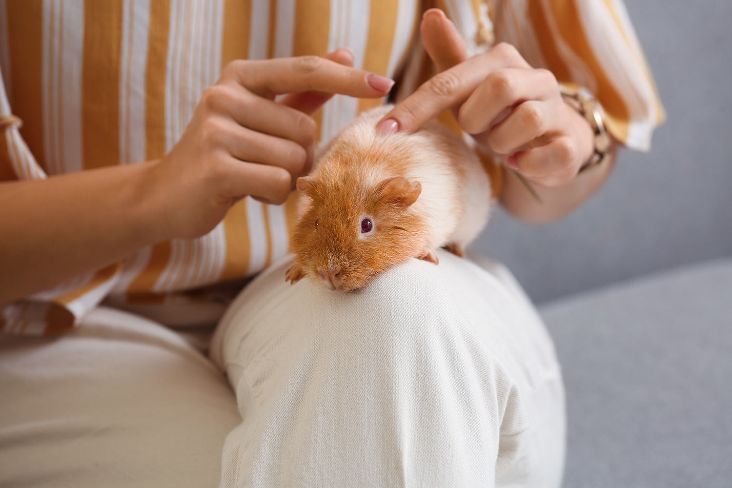 How to Care for a Himalayan Guinea Pig PetEarnest