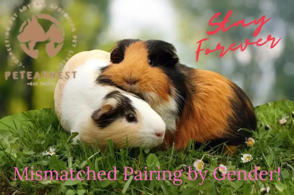 Can Guinea Pigs Kill Each Other? Protect Your Beloved Pets with These 5