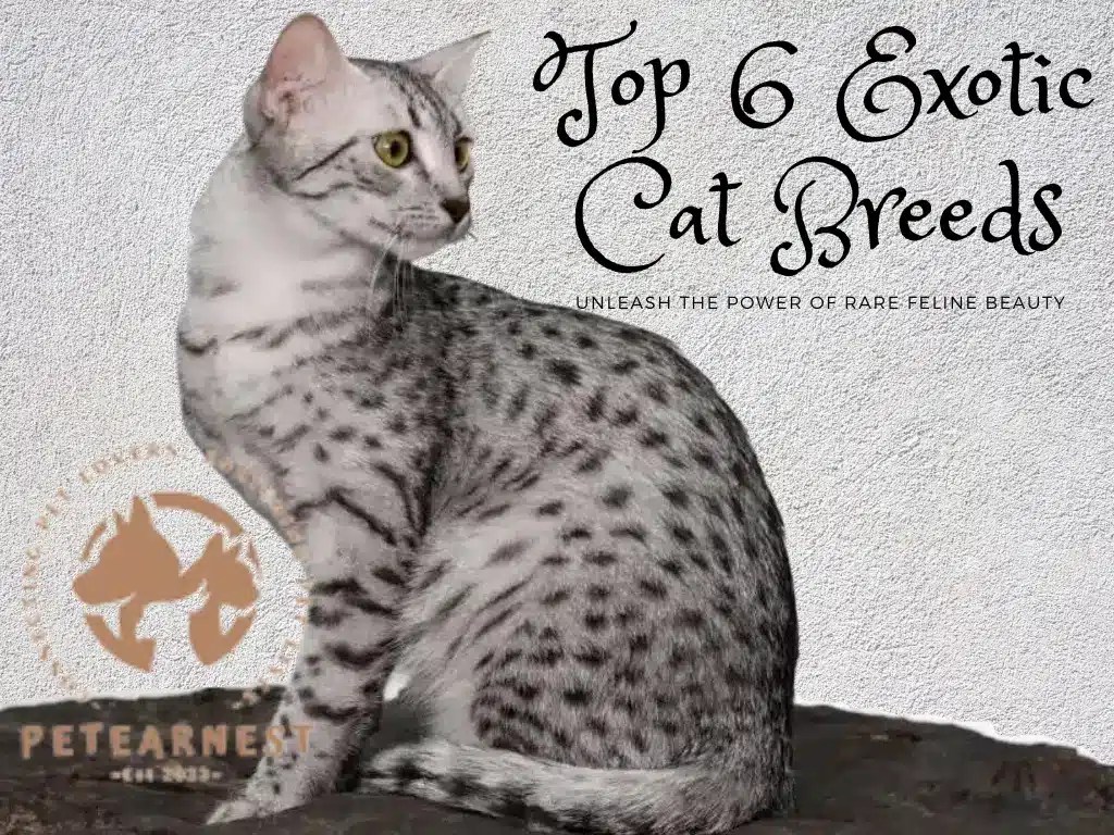 Top 6 Exotic Cat Breeds Unleash the Power of Rare Feline Beauty