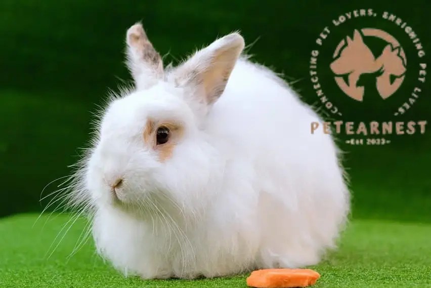 "Discover Angora Rabbit Wool The Softest, Warmest Secret 1 Guide to