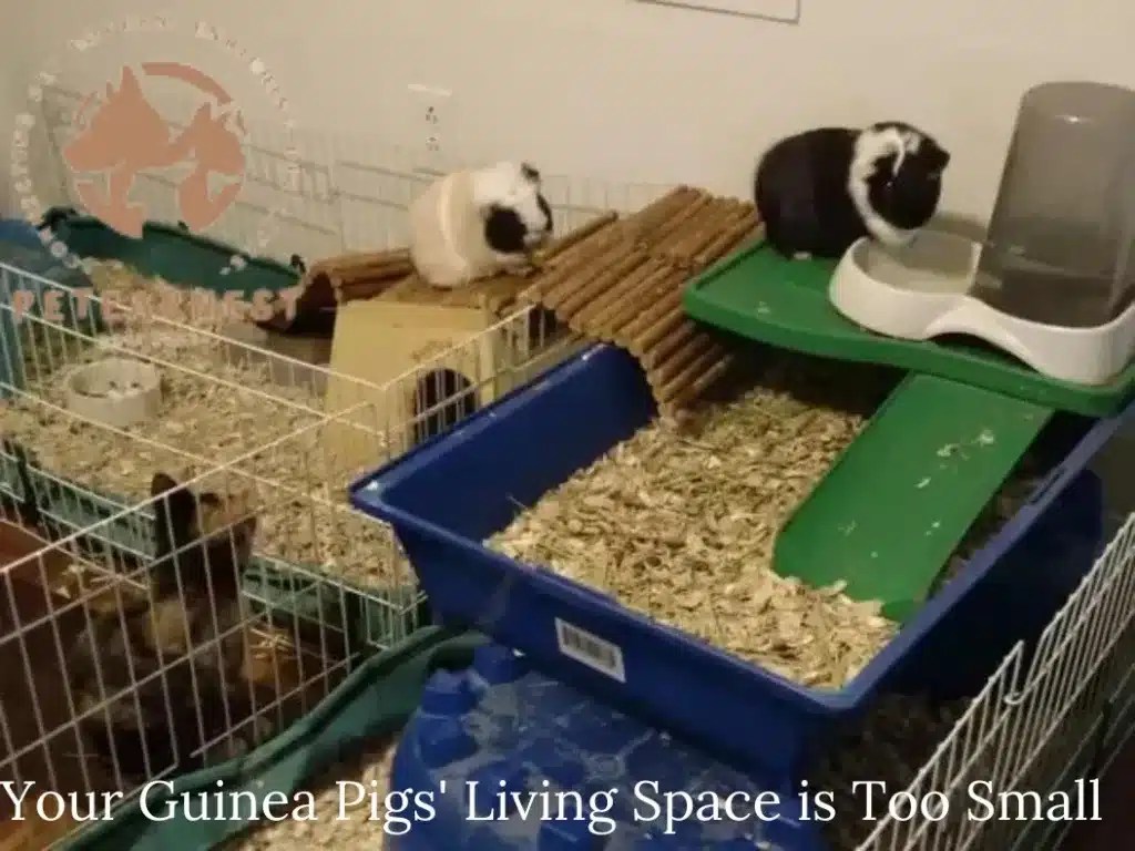 Can Guinea Pigs Kill Each Other? Protect Your Beloved Pets with These 5