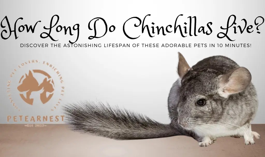 How Long Do Chinchillas Live? Discover the Astonishing Lifespan of