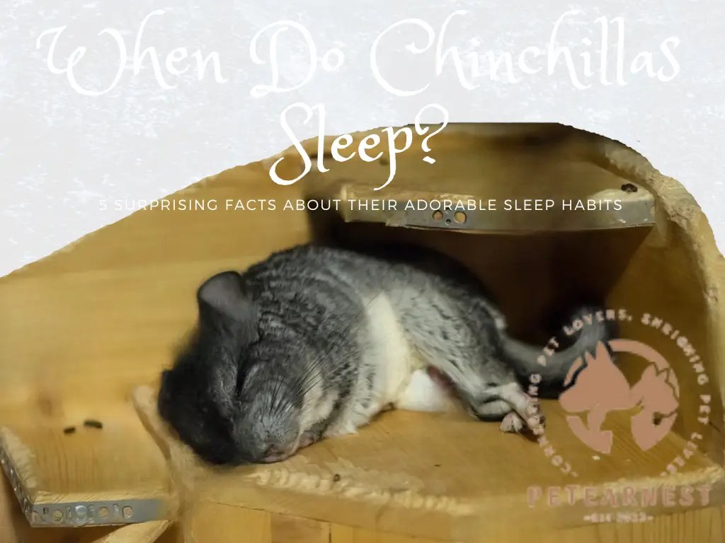 When Do Chinchillas Sleep? 5 Surprising Facts About Their Adorable