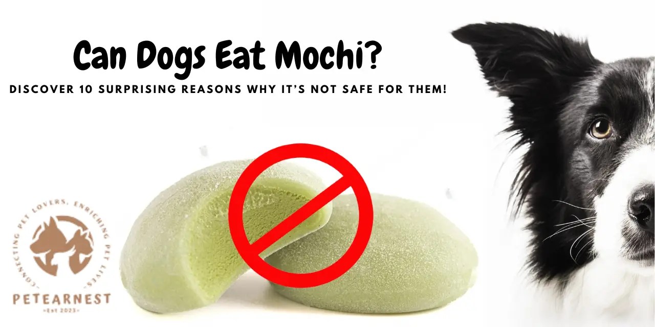 "Can Dogs Eat Mochi? Discover 10 Surprising Reasons Why It's Not Safe