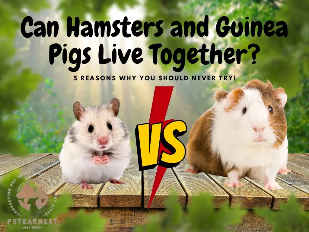 Can Hamsters and Guinea Pigs Live Together? 5 Reasons Why You Should