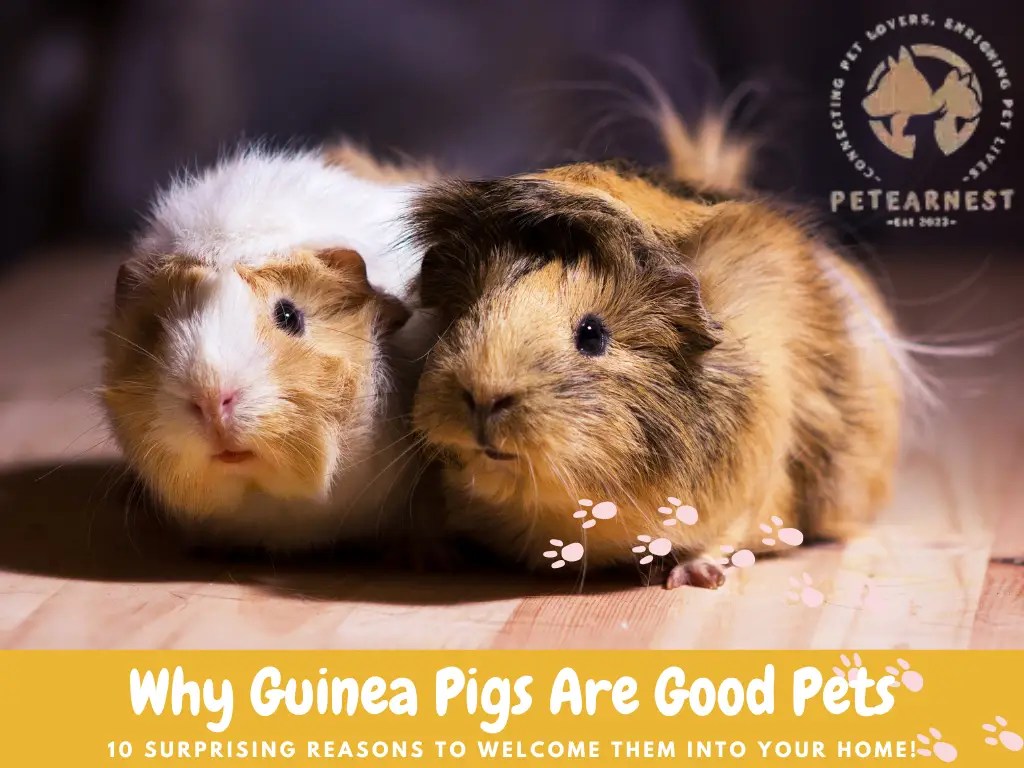 Discover Why Guinea Pigs Are Good Pets 10 Surprising Reasons to