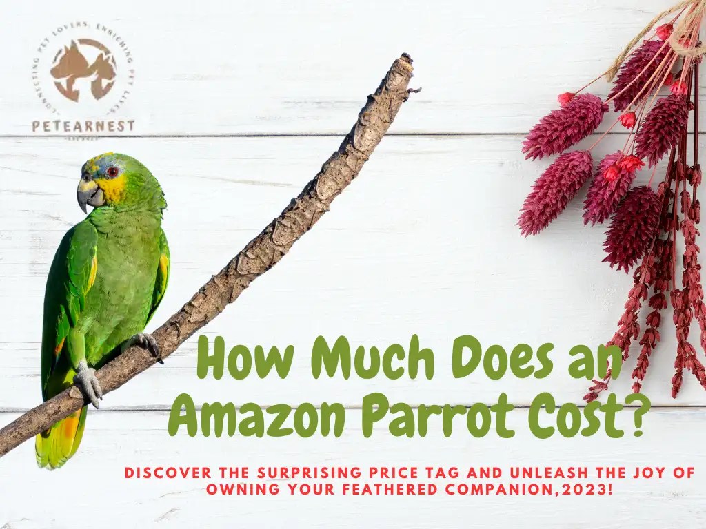 How Much Does an Amazon Parrot Cost? Discover the Surprising Price Tag