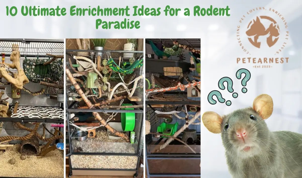 Transform Your Rat Cage Setup with 10 Ultimate Enrichment Ideas for a