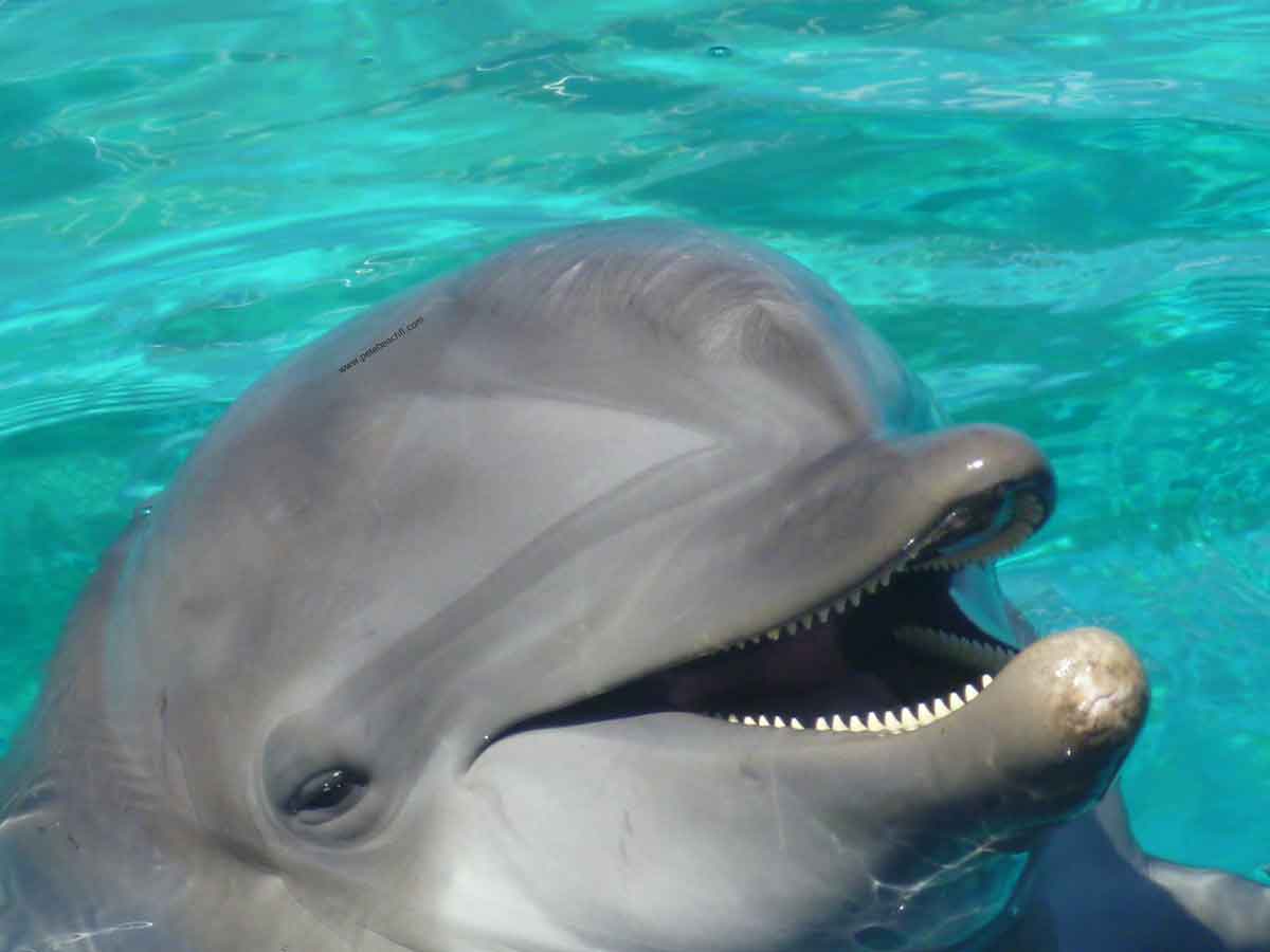 Visit To Clearwater Aquarium To Meet Winter The Dolphin St Pete Beach FL