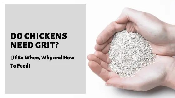 Do Chickens Need Grit If So When Why And How To Feed