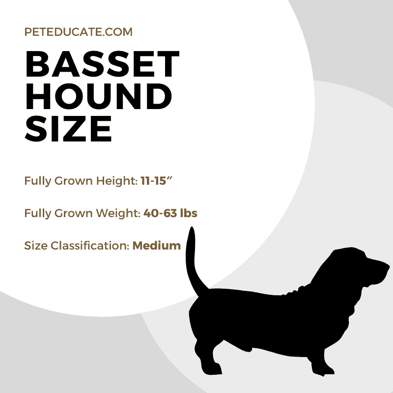 How Big Do Basset Hounds Get? [Average Height, Weight & Size]