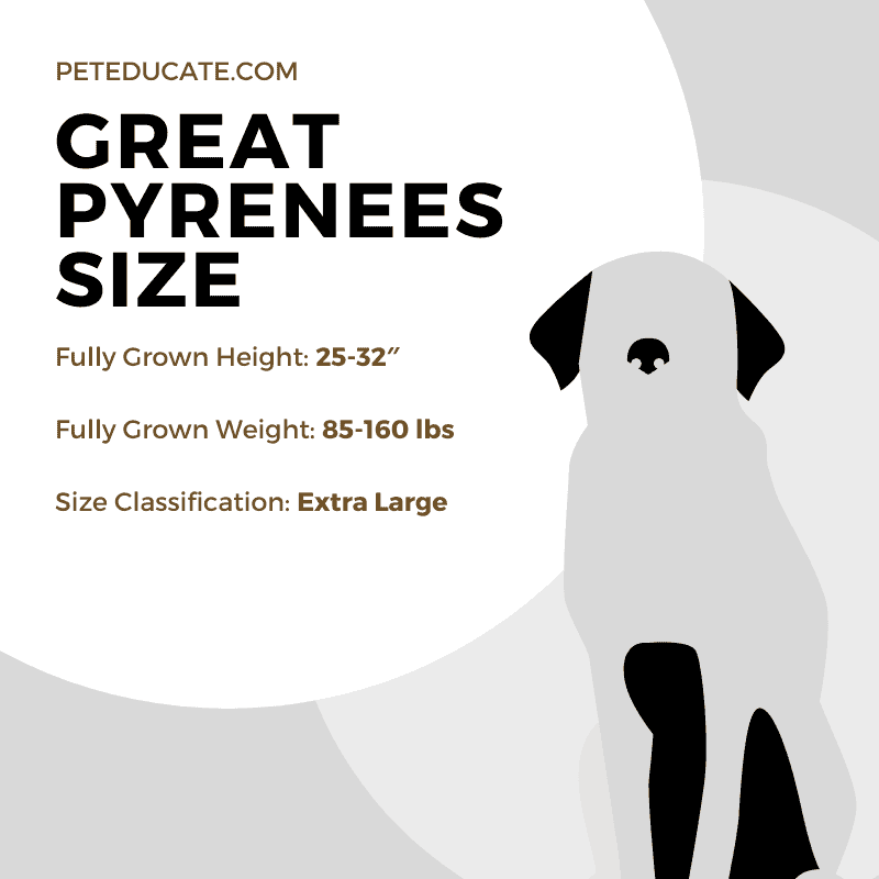 How Big Do Great Pyrenees Get? [Average Height, Weight & Size]