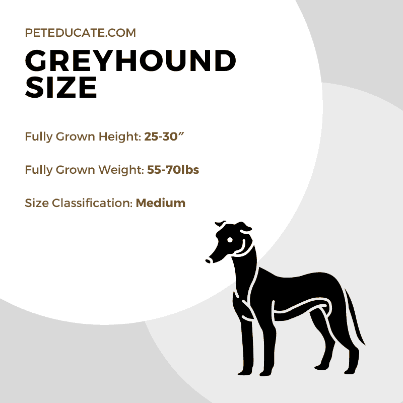 How Big Do Greyhounds Get? [Average Height, Weight and Size]