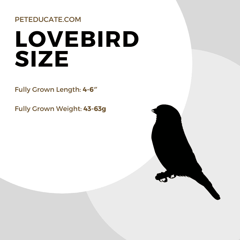 How Big Do Lovebirds Get? [Average Size And Growth Guide]