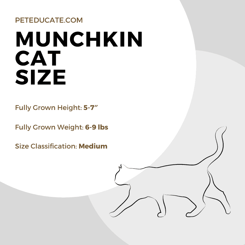 How Big Do Munchkin Cats Get? [Average Height, Weight & Size]