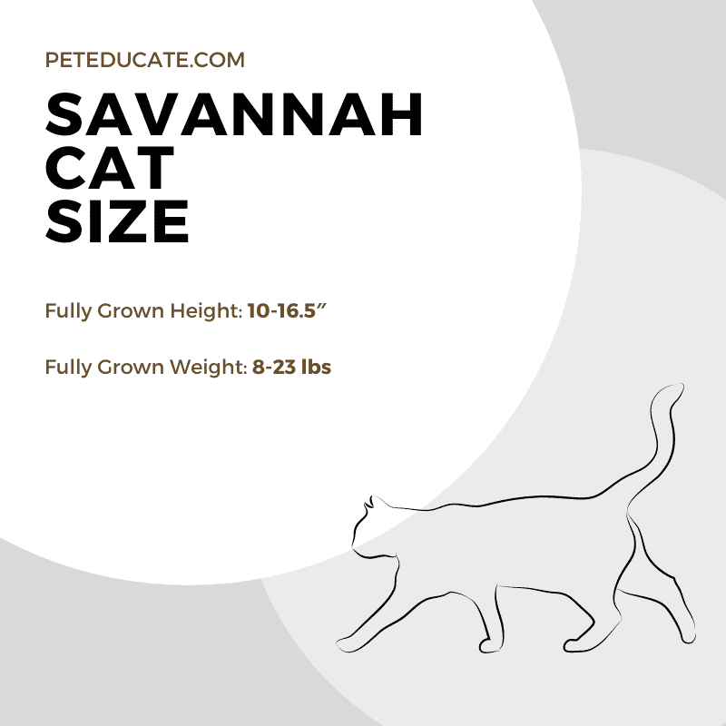 How Big Do Savannah Cats Get? [Average By Filial (F) Generation]