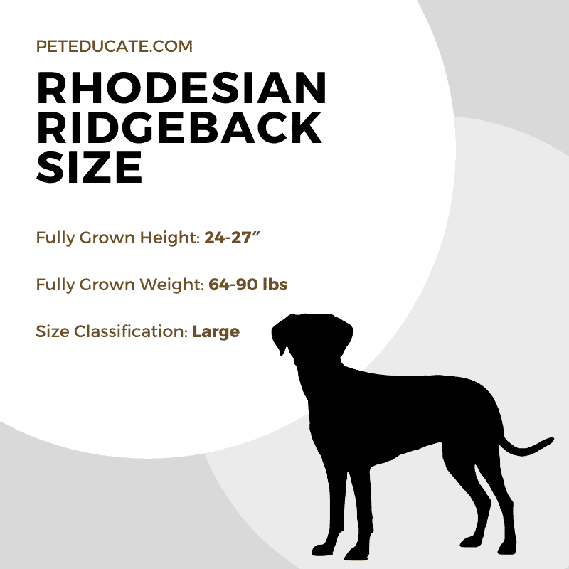How Big Do Rhodesian Ridgebacks Get? [Average Size Guide]
