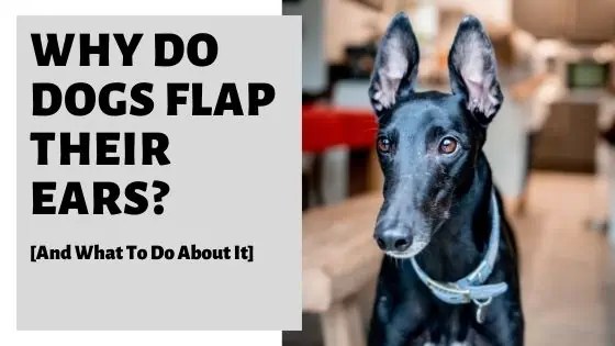 Why Do Dogs Flap Their Ears? [And What To Do About It]