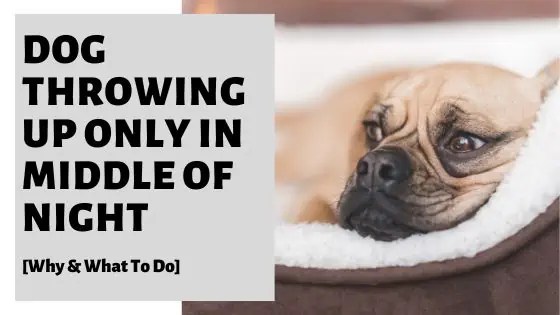 Dog Throwing Up Only In Middle Of Night [Why & What To Do]