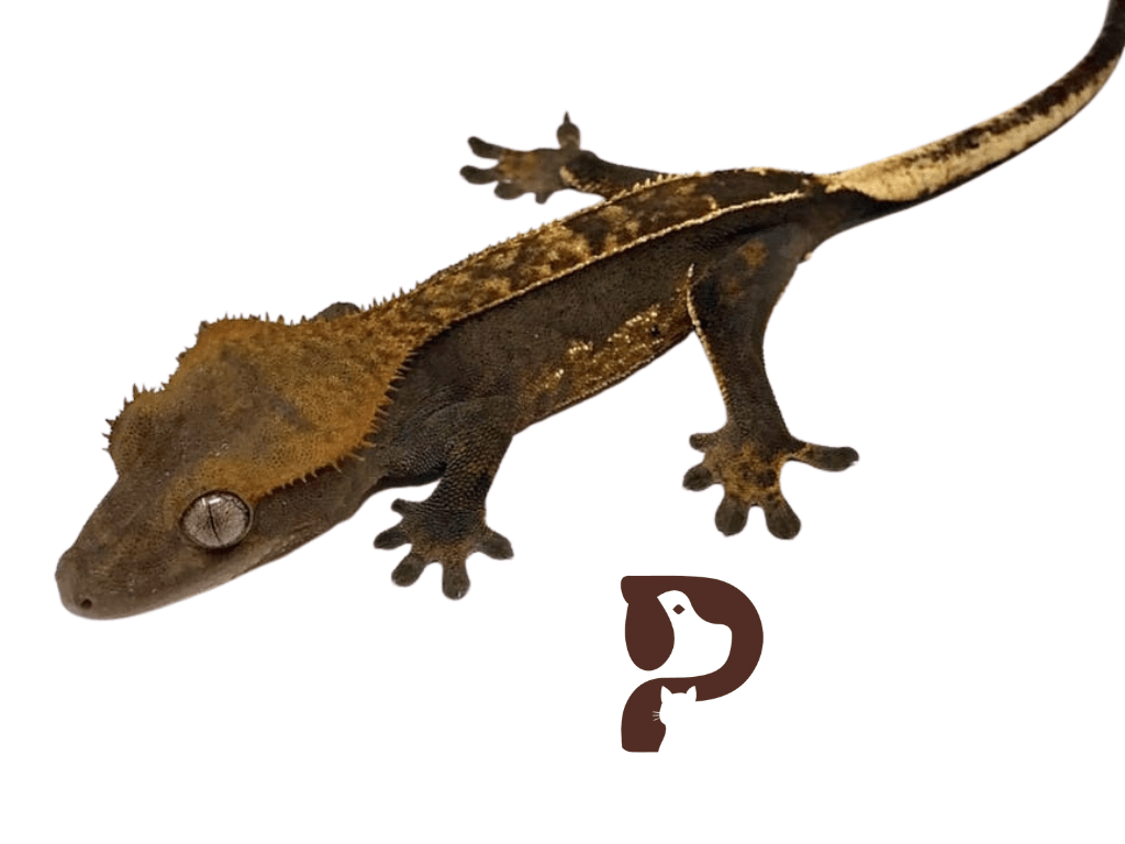 5 Most Expensive Crested Gecko Morphs in The World Pet Engineers