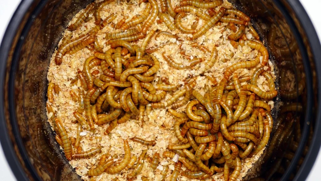 Can crested Geckos Eat Agave Nectar? Pet Engineers