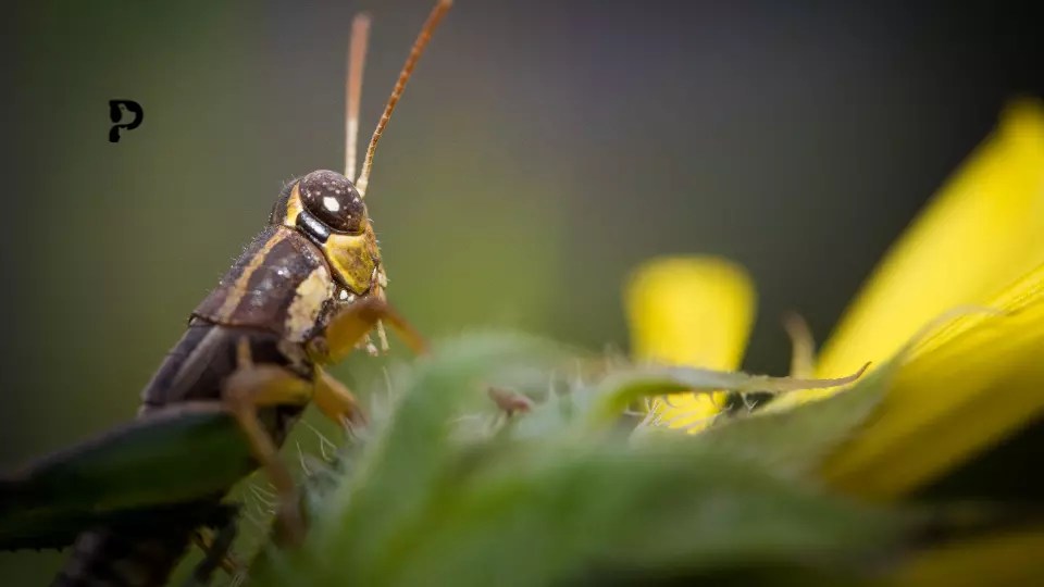 Can Crested Geckos Eat Crickets? Pet Engineers