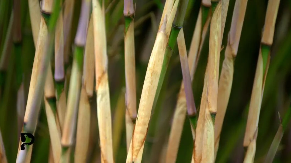 Is Bamboo Safe For Crested Geckos? Pet Engineers