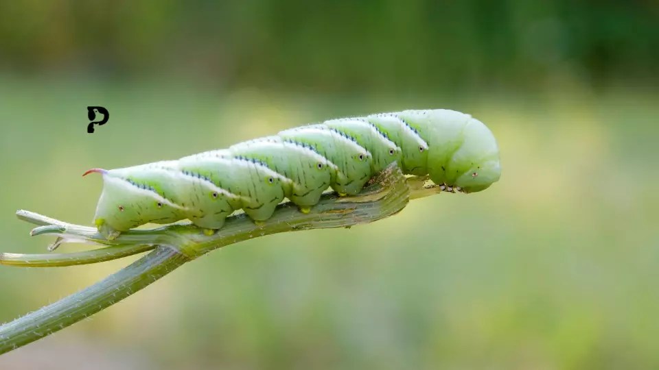 Can Crested Geckos Eat Hornworms or Not? Pet Engineers