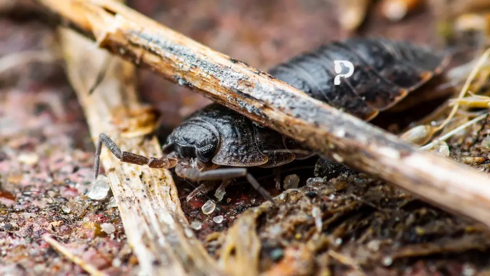 6 Best Isopods For Crested Gecko Enclosure/Terrariums in 2023 Pet