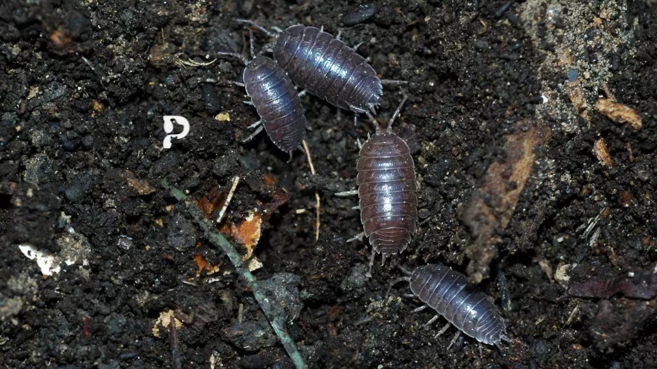 6 Best Isopods For Crested Gecko Enclosure/Terrariums in 2023 Pet