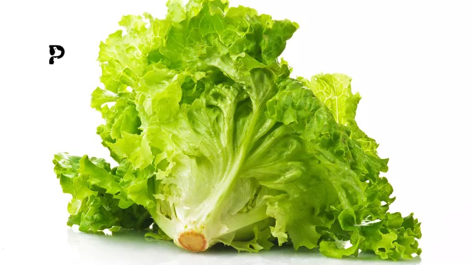 Is Iceberg Lettuce Safe For Dogs