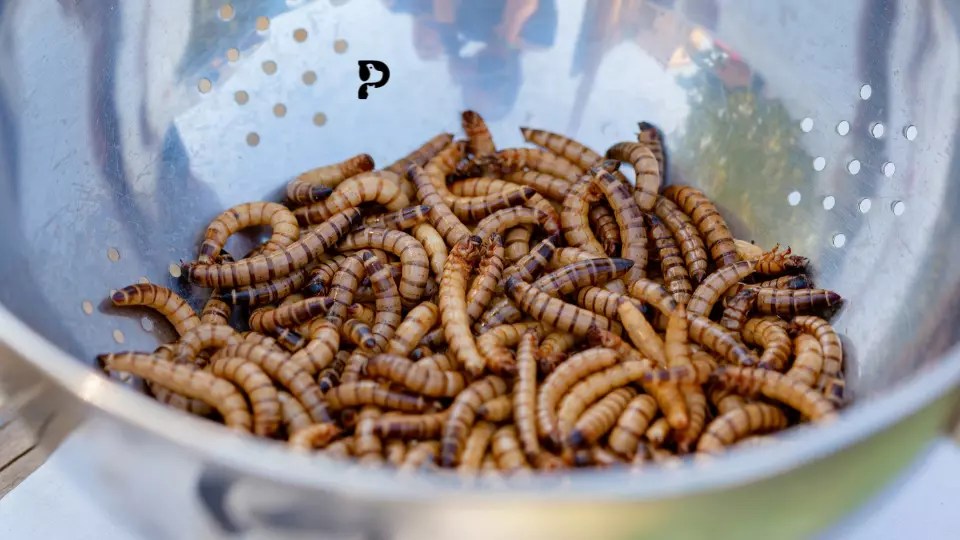 Can Crested Gecko Eat Superworms? Pet Engineers