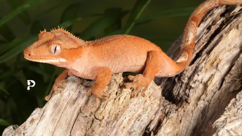 350 Crested Gecko Names For Males and Females Pet Engineers
