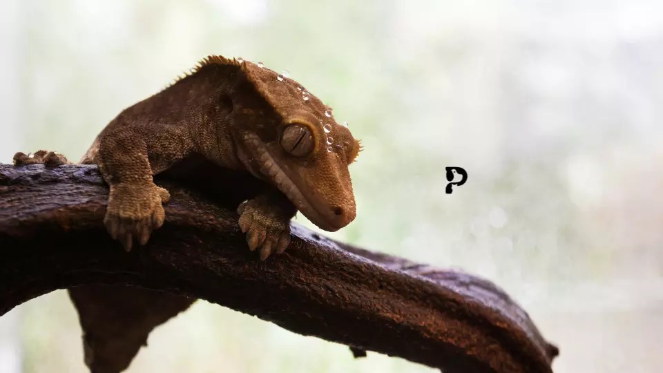 350 Crested Gecko Names For Males and Females Pet Engineers