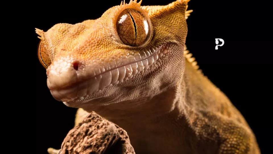 Can Crested Geckos Eat Kiwi or Not 2023? Pet Engineers