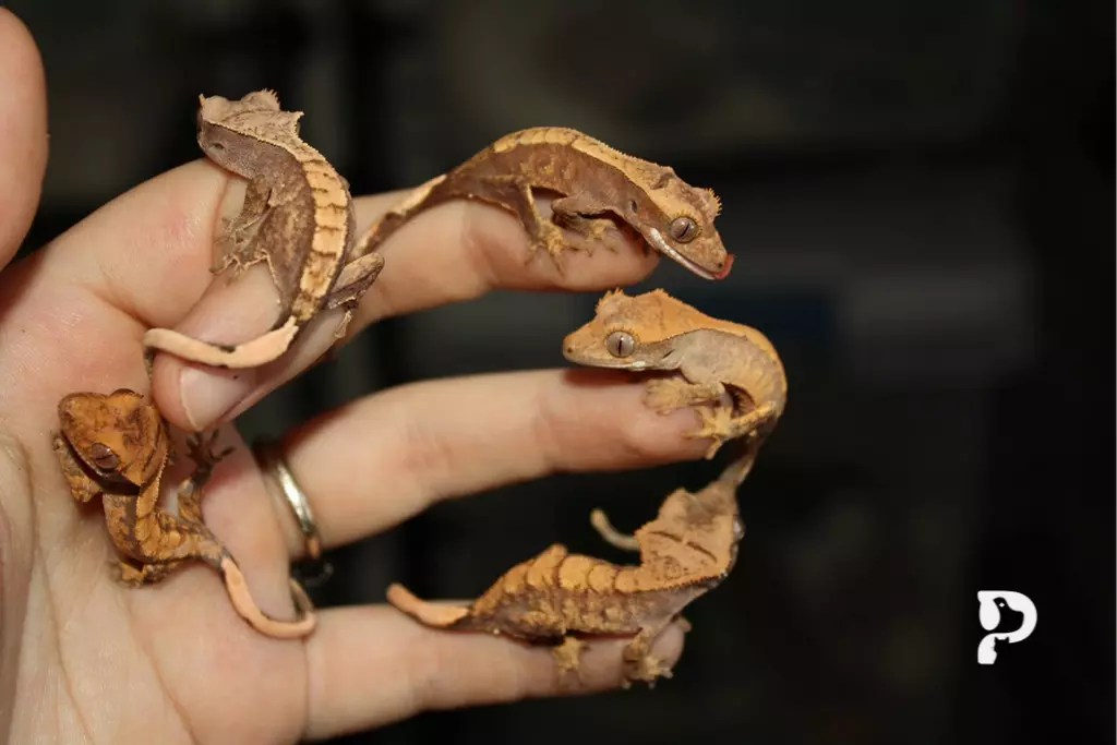 The Complete Crested Gecko Diet Guide Pet Engineers