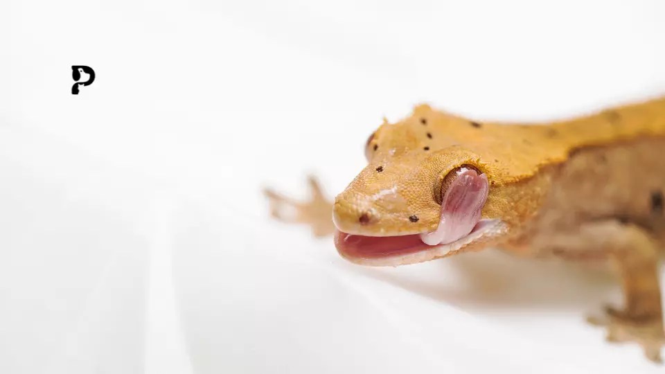 9 Reasons Why Is My Crested Gecko Opening Its Mouth Pet Engineers