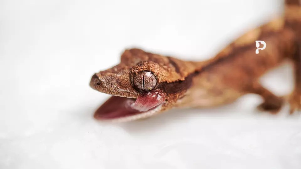 9 Reasons Why Is My Crested Gecko Opening Its Mouth Pet Engineers
