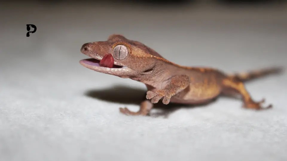 2 Reasons Why Your Crested Gecko Chirping? Pet Engineers