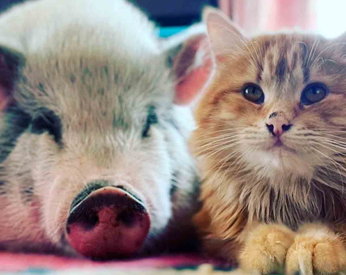 Video Cat and Piglet Best Friends After Living in the Same