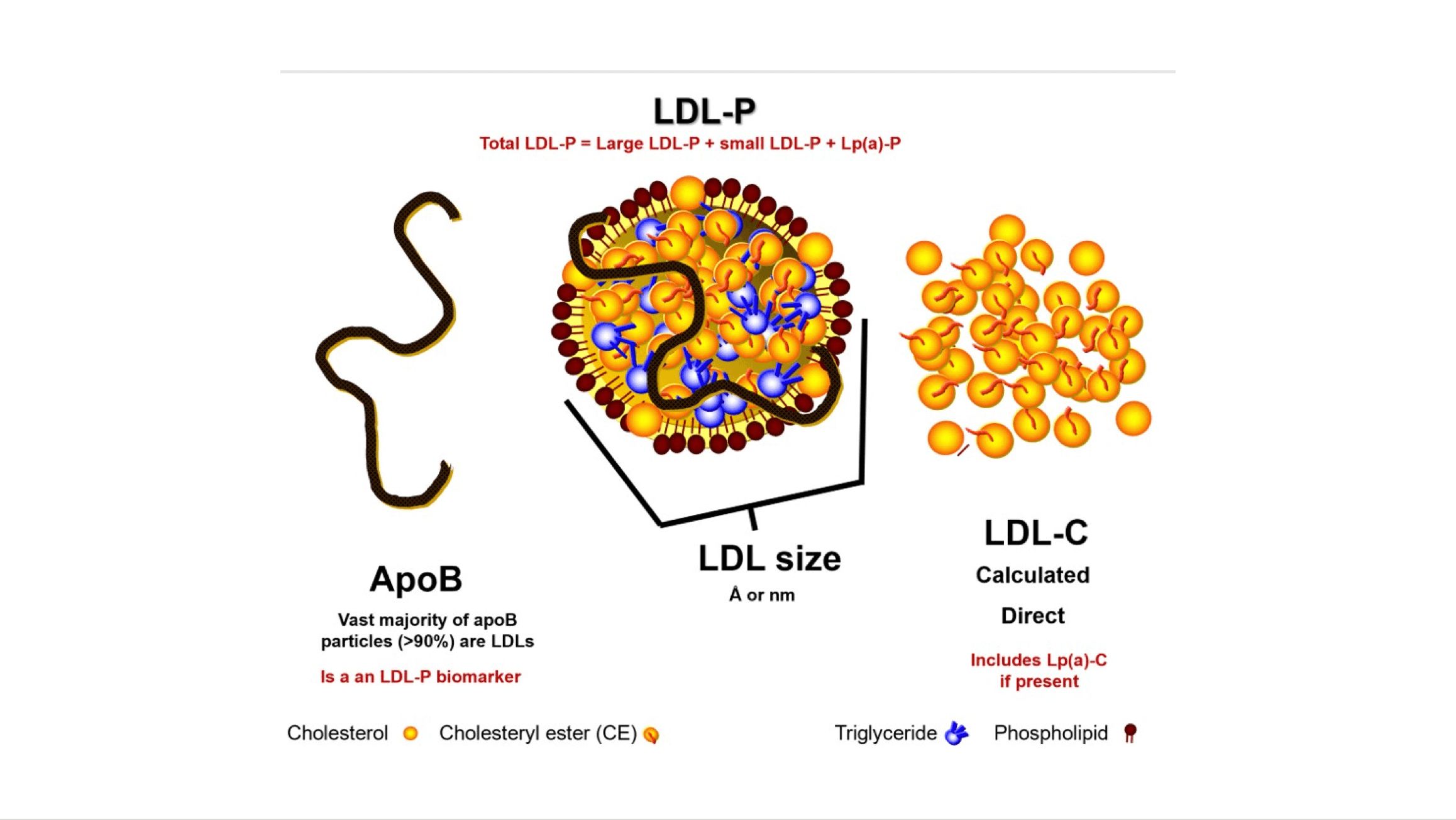 21 Tom Dayspring, M.D., FACP, FNLA Part II of V Lipid metrics